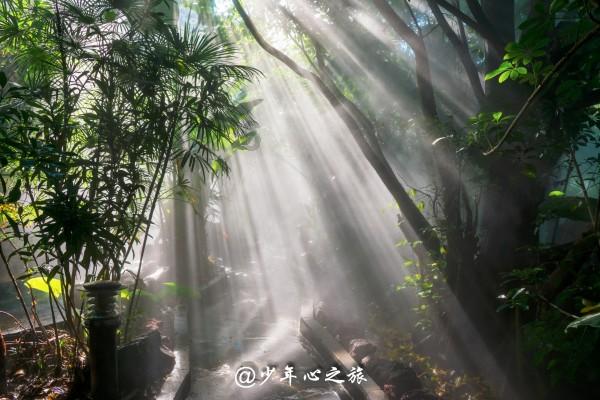 拯救小松鼠